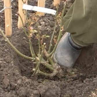 roser planting roser planting